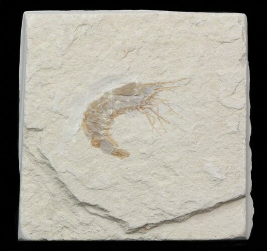 Cretaceous Fossil Shrimp Carpopenaeus - Lebanon #40473
